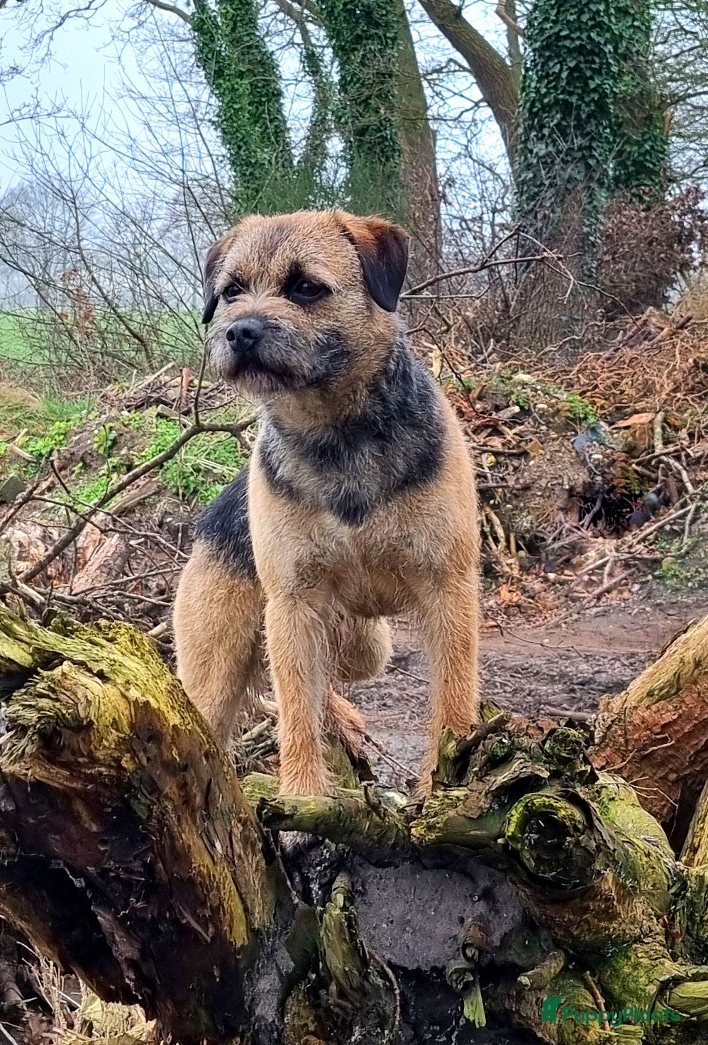 Border Terriër honden Border Terrier dekreu 06 41290018 in Losser - Advertentie 1