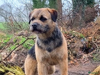 Border Terriër honden Border Terrier dekreu 06 41290018 in Losser - Advertentie 21