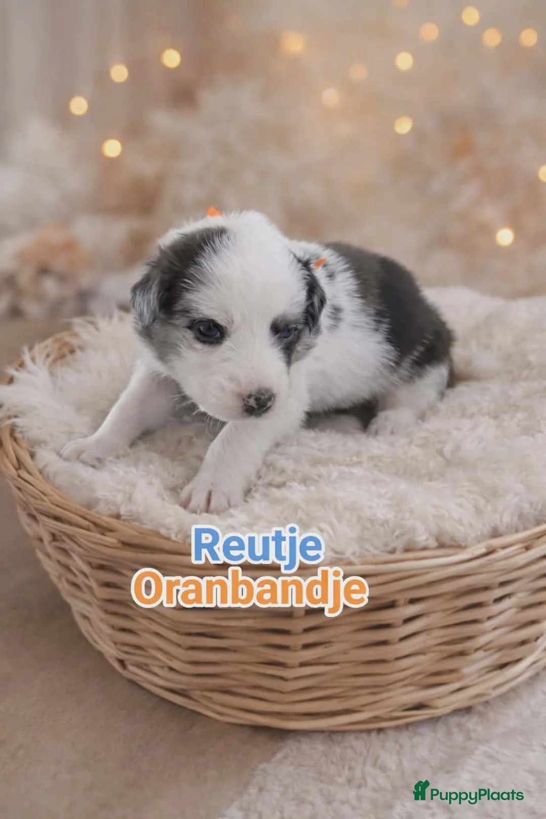 Border Collie honden te koop: Border collie pups in Oostburg - Advertentie 13