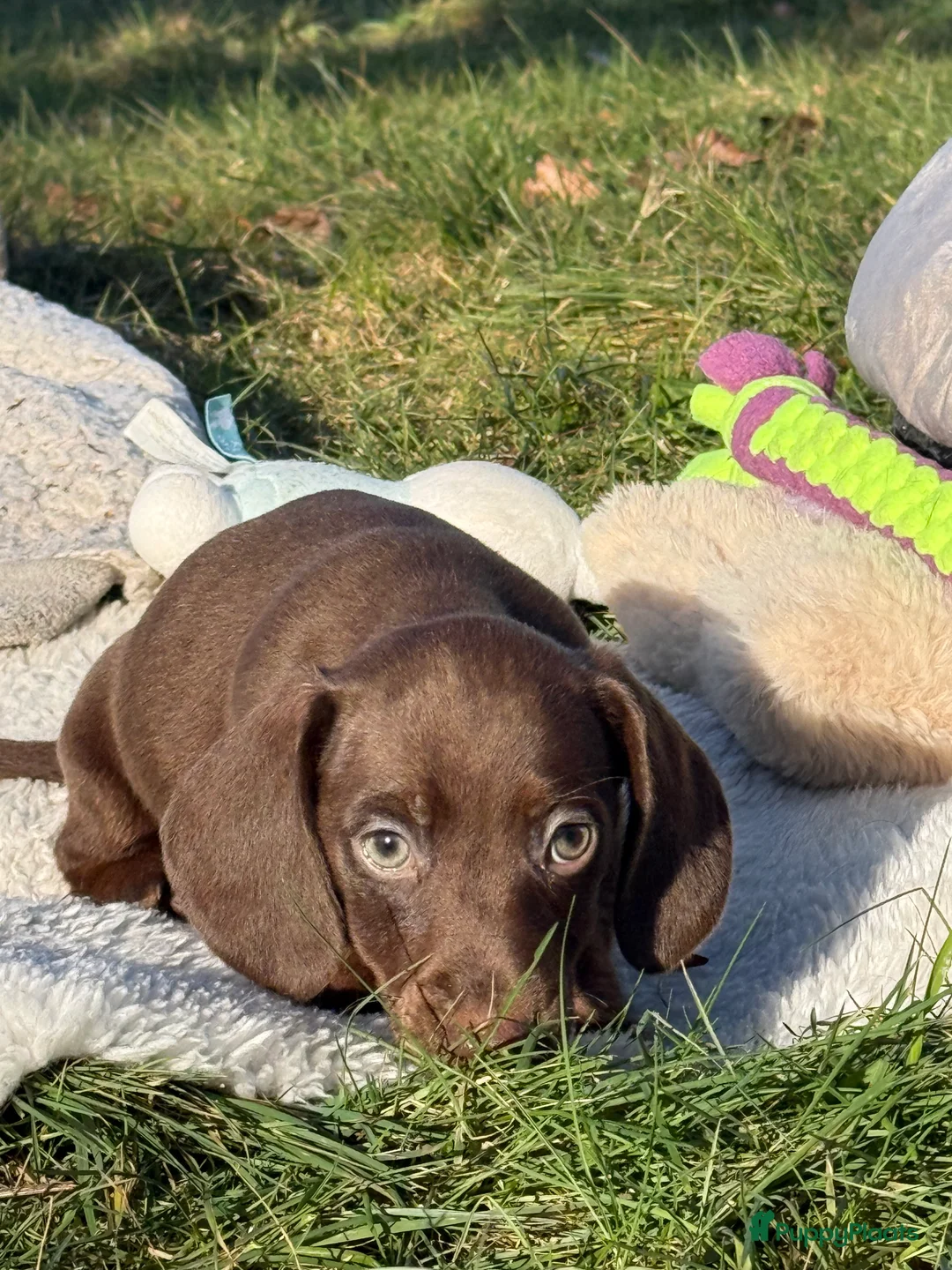 Teckel (korthaar)  honden te koop: Dwergteckel  puppies  - Advertentie 15