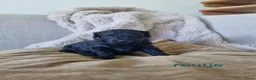 Poedel Toy honden te koop: Toypoedel pups - Advertentie 3