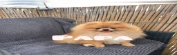 Pomeriaan honden te koop: ❤️Pomeranian❤️ - Advertentie 14