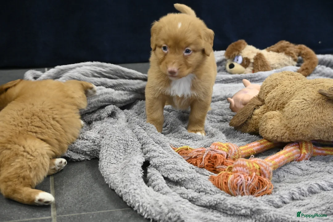 Nova Scotia Duck Tolling Retriever honden te koop: Speelse Nova Scotia Duck Tolling Retriever pups  - Advertentie 19