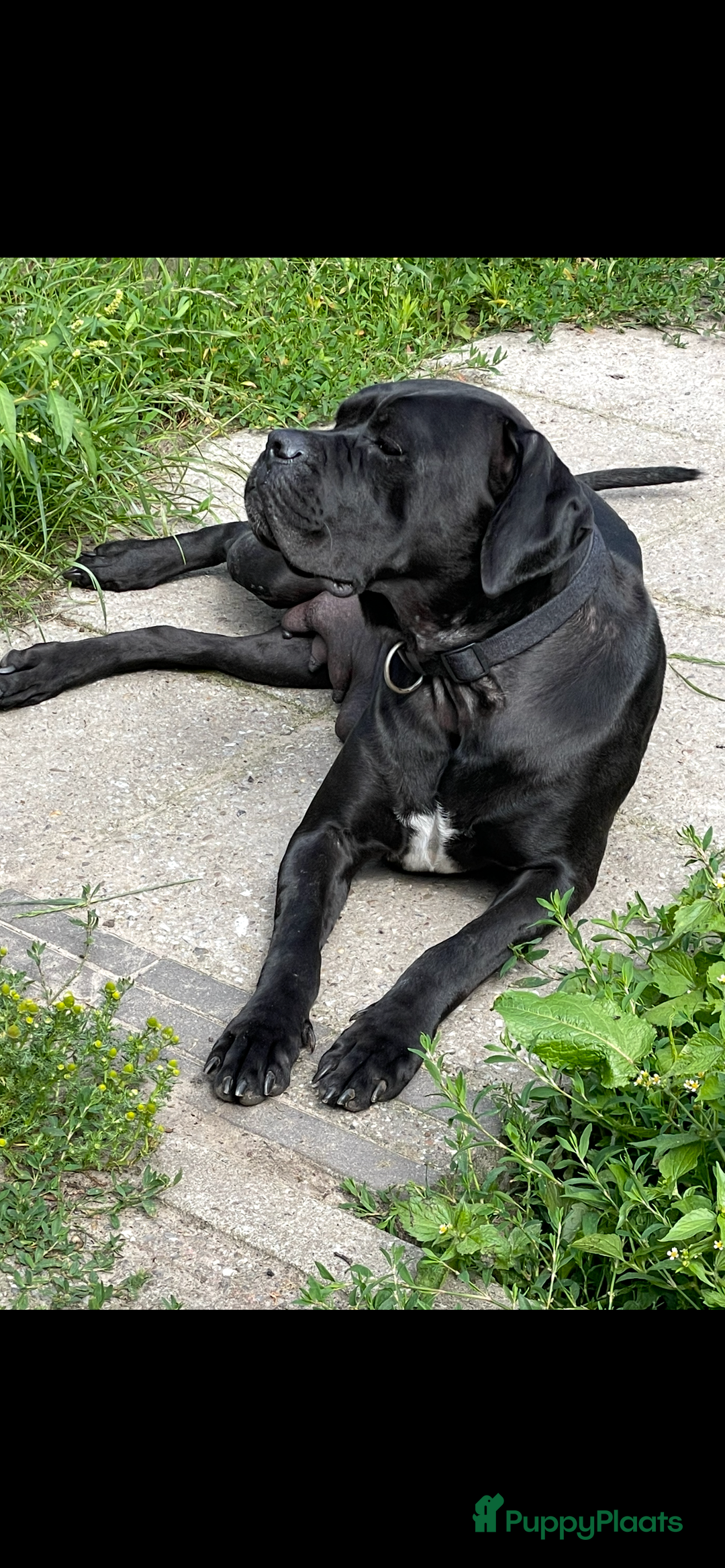 Cane Corso honden te koop: Te koop zwarte Cane corso pups met FCI stamboom  - Advertentie 11