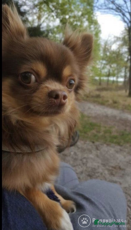 Chihuahua honden Dekreu aangeboden in Asten - Advertentie 2