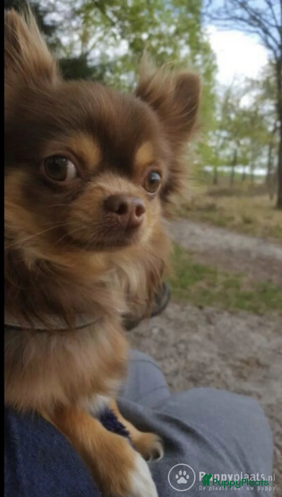Chihuahua honden ter dekking: Dekreu aangeboden in Asten - Advertentie 2