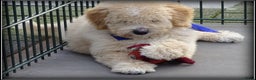 Labradoodle honden te koop: Labradoodle pup reutje Volledig geent. - Advertentie 3