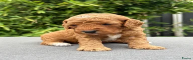 Cockapoo 5