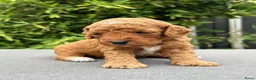 Cockapoo honden te koop: Cockapoo pups in Wanroij - Advertentie 8