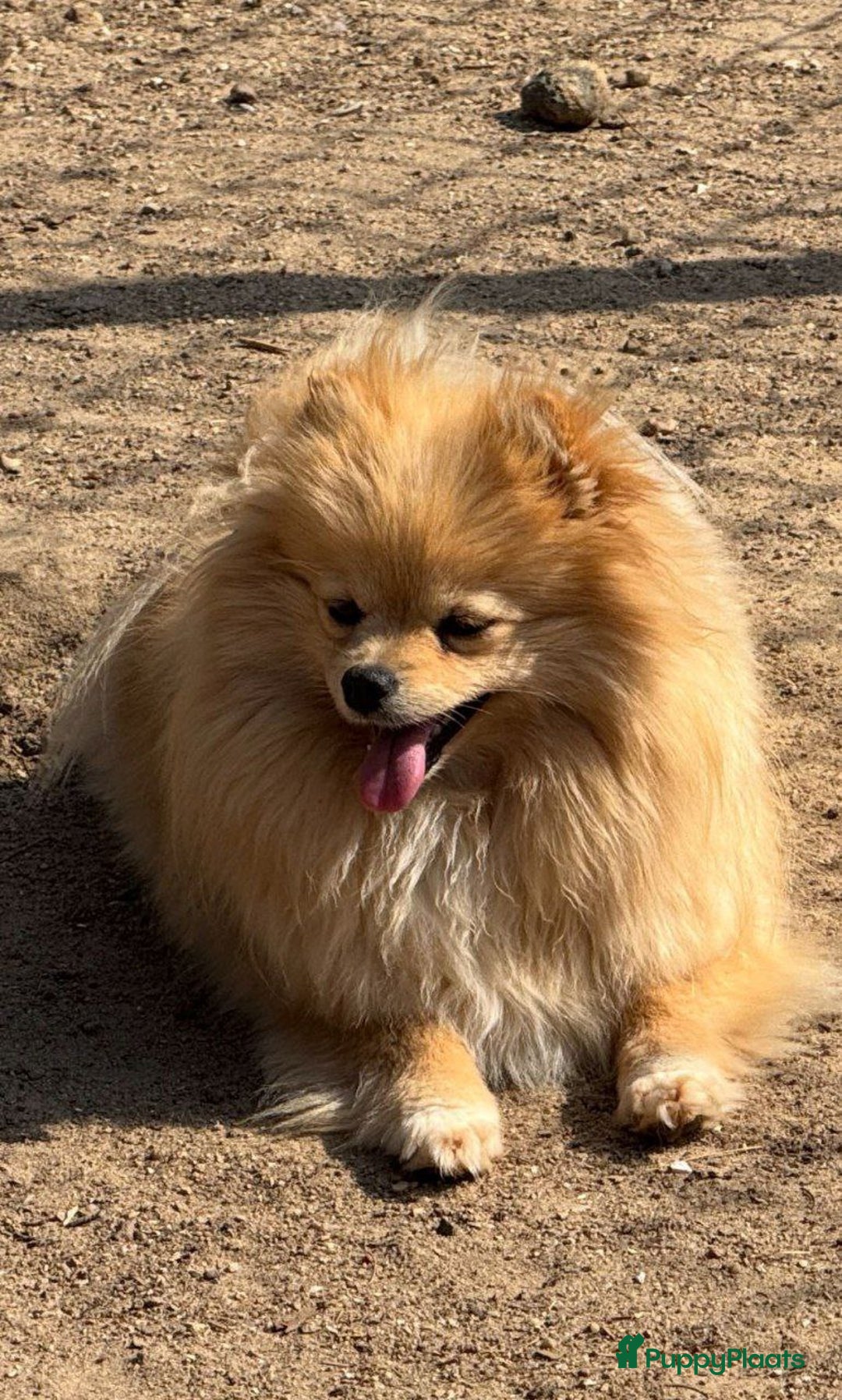 Pomeriaan honden te koop: 7 weken oude spitz puppy - Advertentie 9