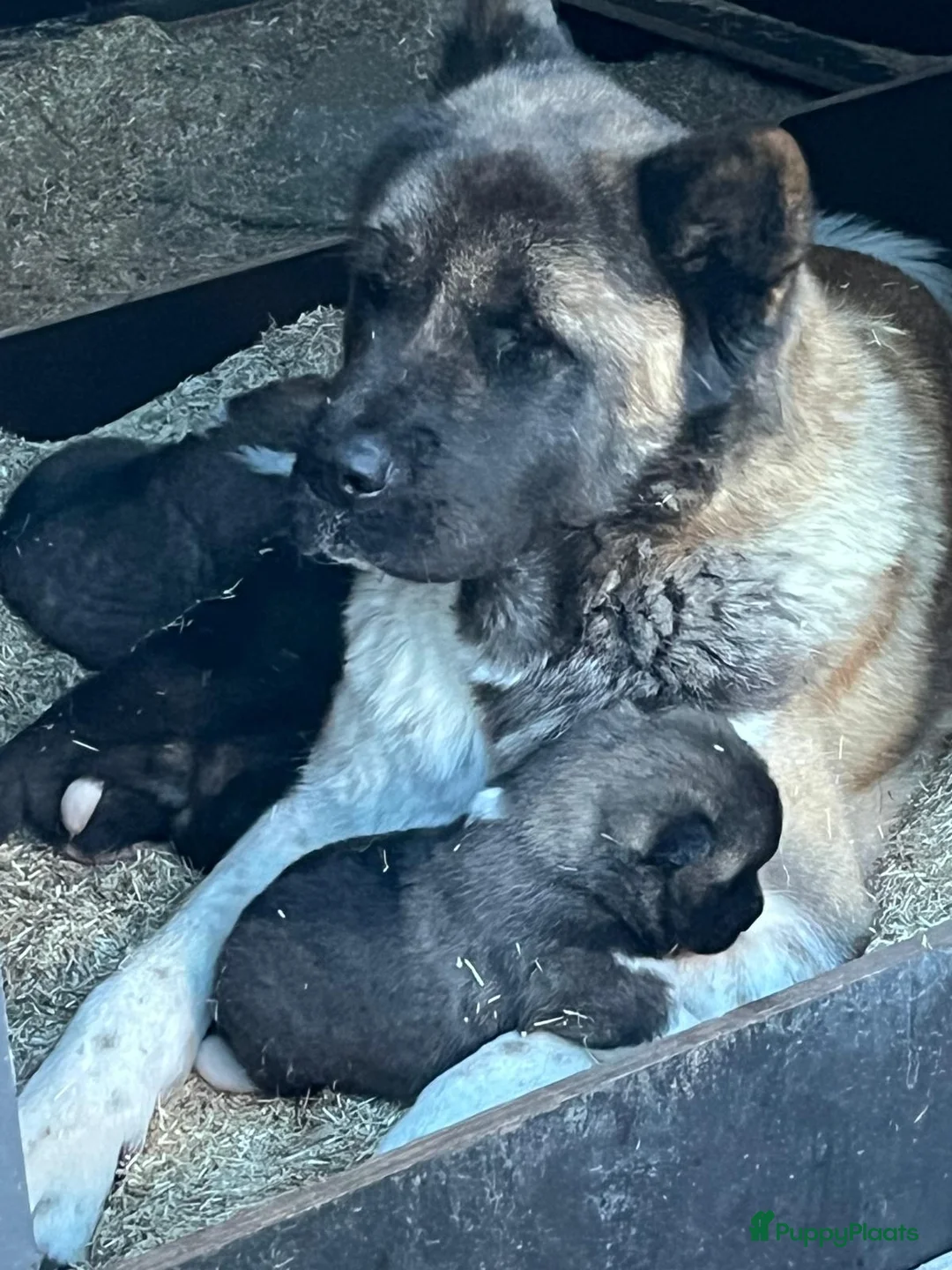 American Akita honden te koop: Zara en Zena zoeken nog een gouden mand :-) in Sluis - Advertentie 4