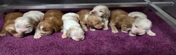 Engelse Cocker Spaniel honden te koop: Engelse Cockerspaniel pups met Stamboom  - Advertentie 12