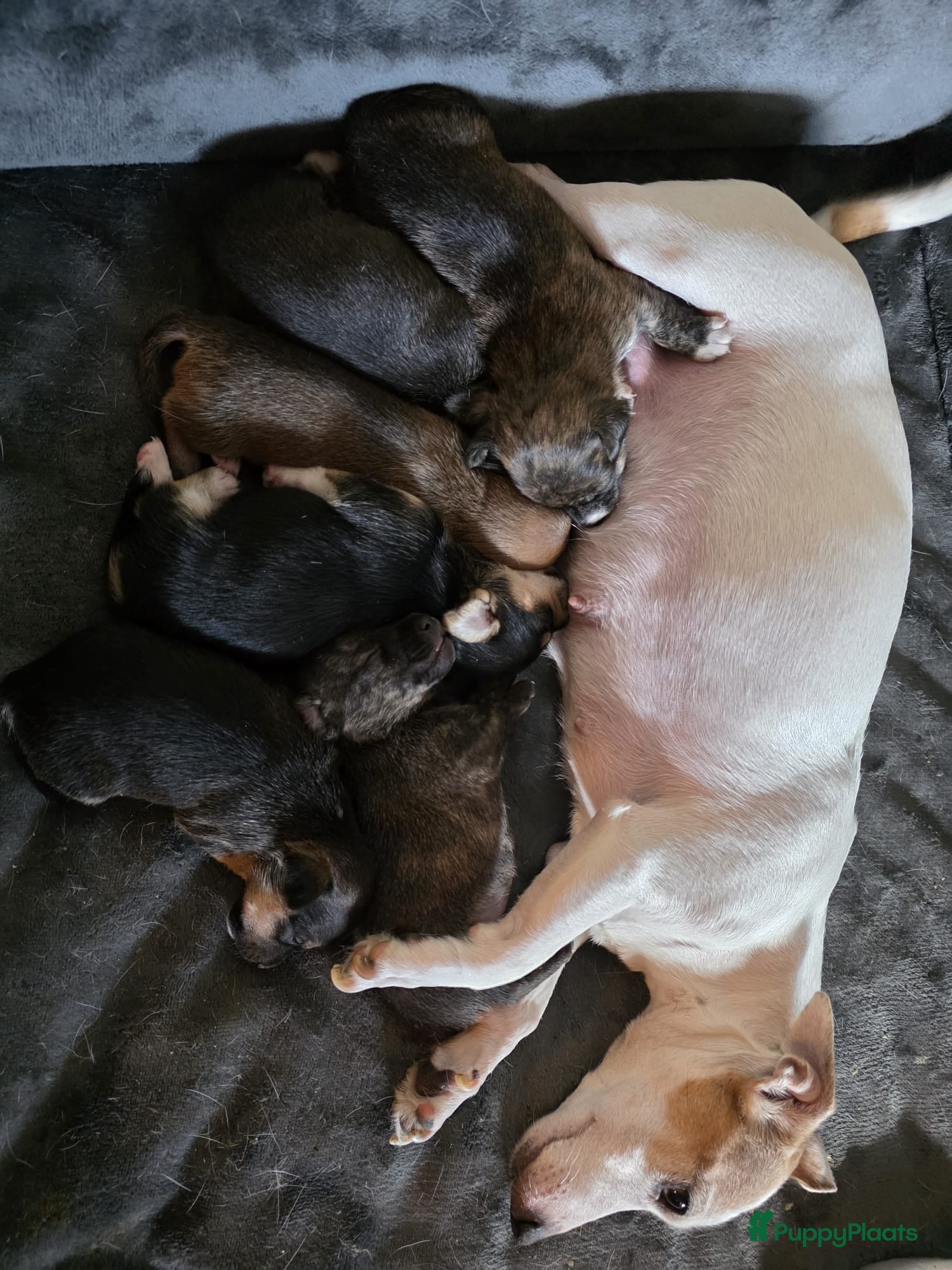 Jack Russel Terriër honden te koop: Schitterde Jack Russell pups in Nieuwdorp - Advertentie 2