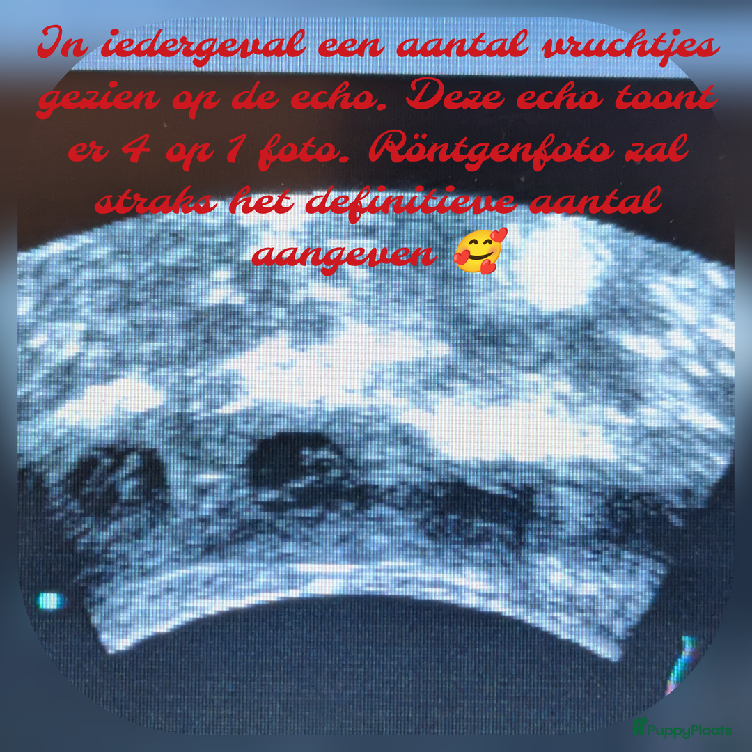 Maltipoo honden te koop: Maltipoo F1b worden rond kerst geboren 🥰 !  - Advertentie 3