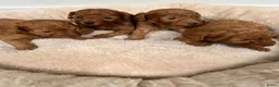 Poedel Toy honden te koop: Vrolijke rode Toy Poedel pups. - Advertentie 11