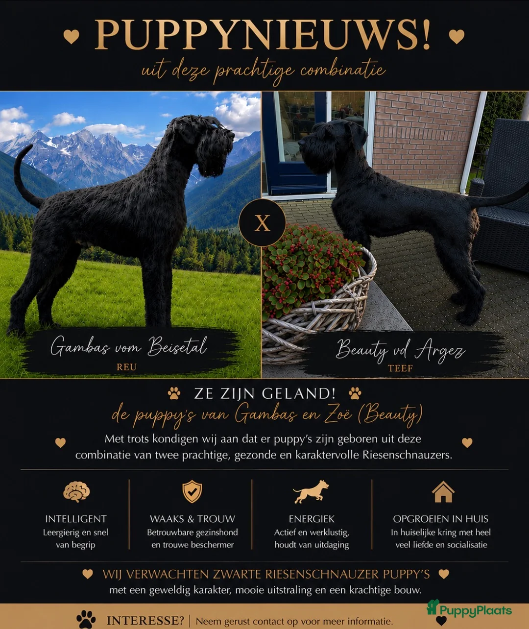 Riesenschnauzer honden te koop: Riesenschnauzer puppy’s - Advertentie 7