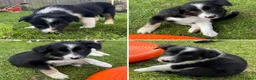 Border Collie honden te koop: Gezonde Border Collie pups stamboom (ISDS/FCI) - Advertentie 13