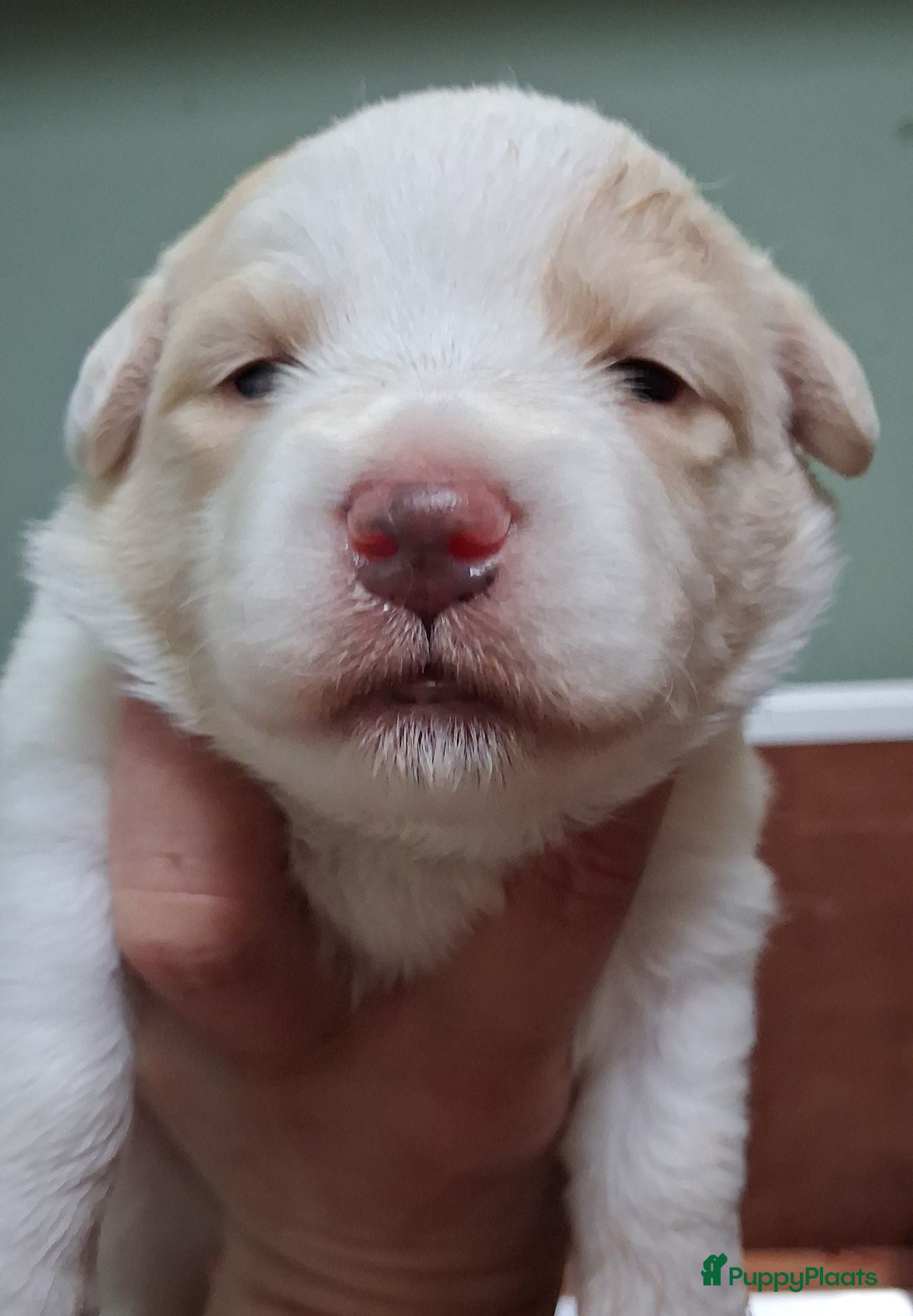 Kruising honden Corgi kruising x australian shepherd x pups - Advertentie 2