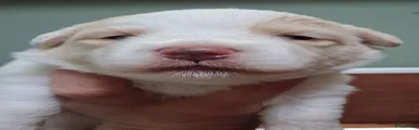 Berk