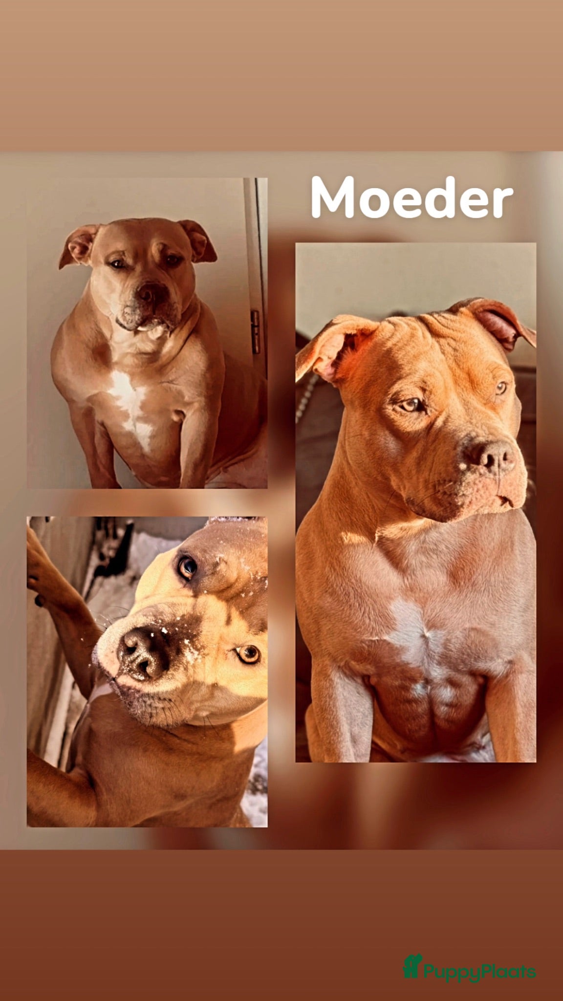 Kruising honden Amerikaanse Stafford/pocket bully pups - Advertentie 3