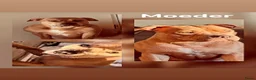 Kruising honden te koop: Amerikaanse Stafford/pocket bully pups - Advertentie 1