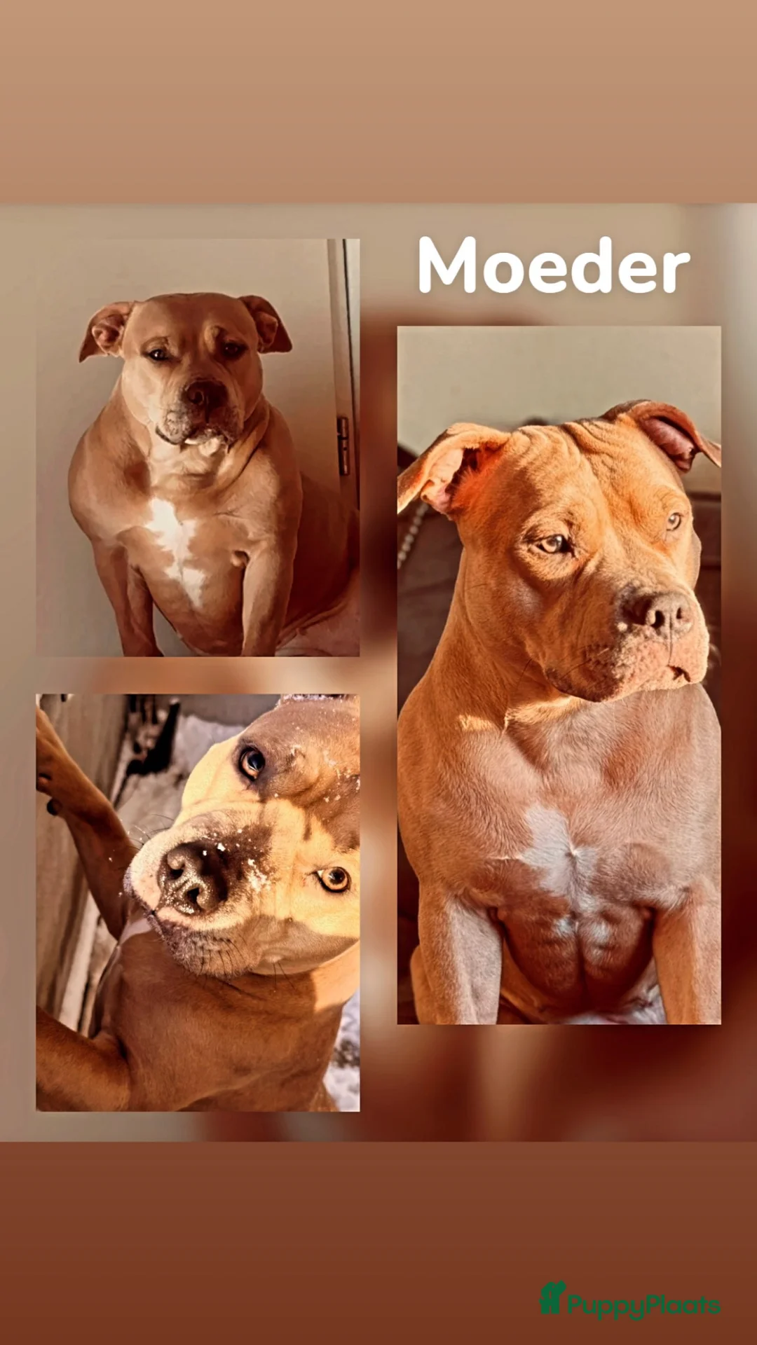 Kruising honden te koop: Amerikaanse Stafford/pocket bully pups - Advertentie 1