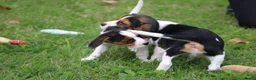 Kruising honden te koop: Lieve Beaglier pup te koop. - Advertentie 3