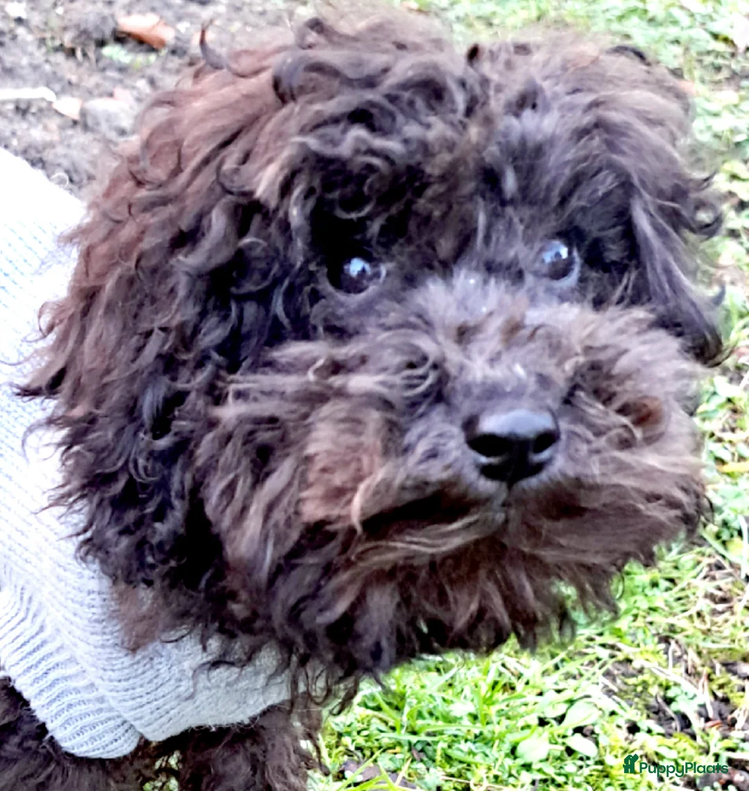 Poedel Toy honden te koop: Zilver reutje toy poedel - Advertentie 7