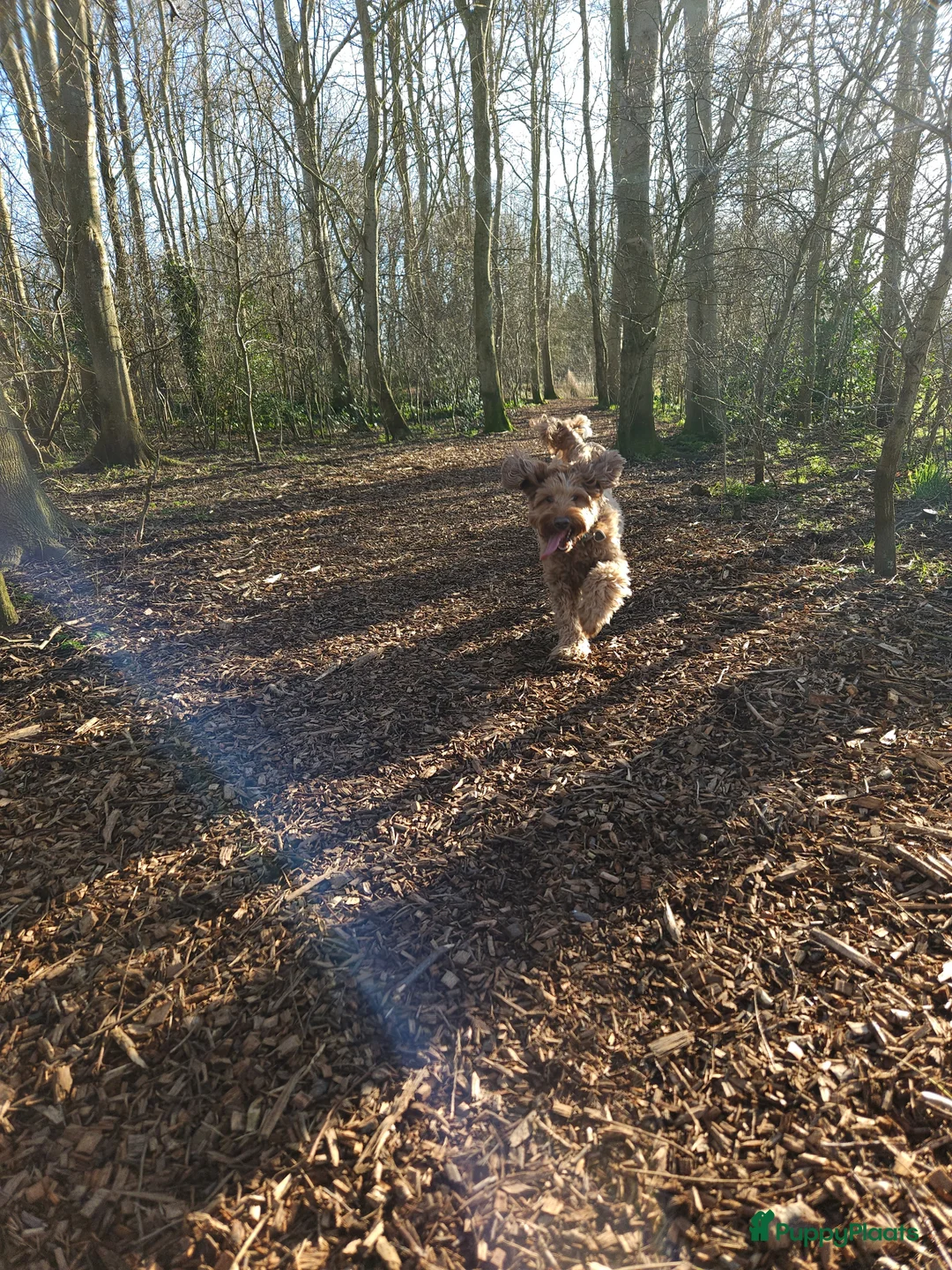 Australian Labradoodle honden te koop: ⭐️⭐️⭐️⭐️⭐️ sterren huisje gezocht  - Advertentie 2