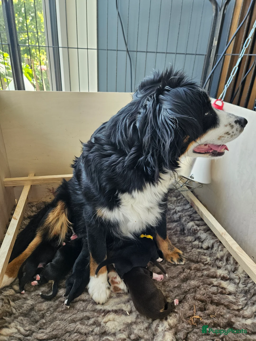 Australian Shepherd honden te koop: Mini Australian shepherd pups MAS - Advertentie 9