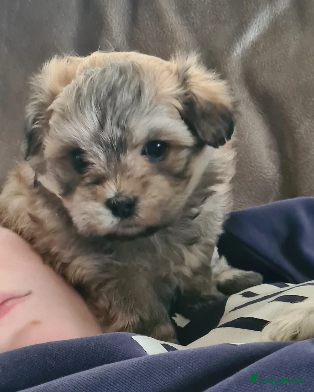 Maltipom honden te koop: Prachtig Lieve,shipom in ons gezin opgegroeid - Advertentie 15