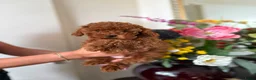 Poedel Toy honden te koop: Toy poedel pups reutje en teefje - Advertentie 11