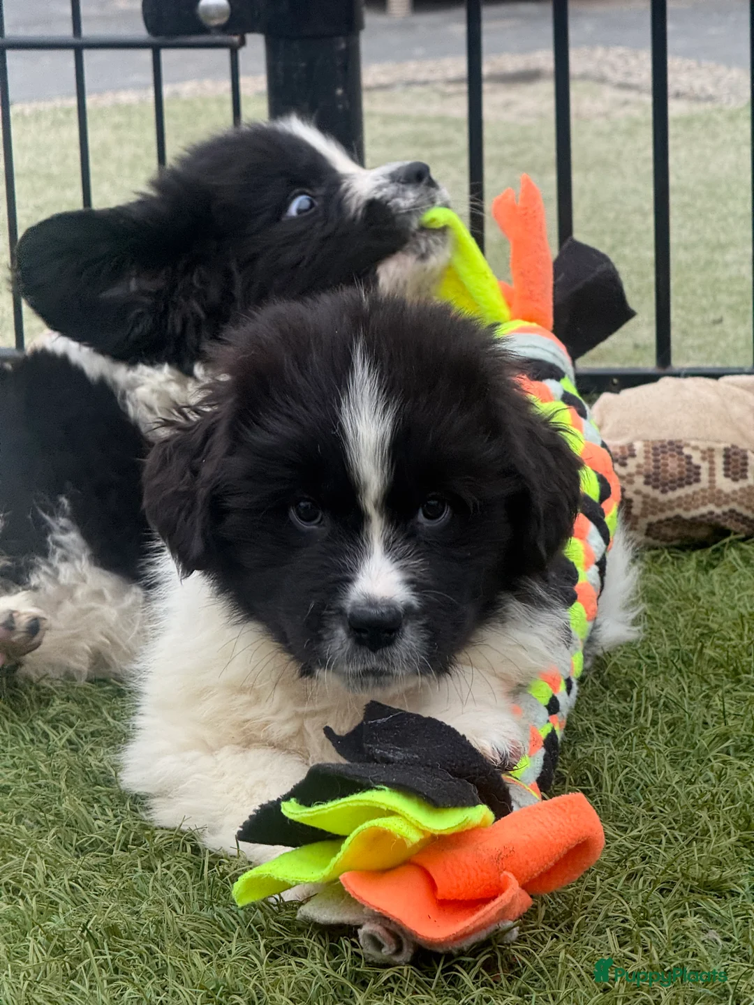 Newfoundlander honden te koop: Newfoundlander pups  - Advertentie 17