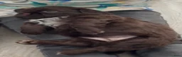 Shih Tzu honden te koop: Puppies te koop - Advertentie 4