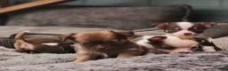 Chihuahua honden te koop: Raszuivere Chihuahua pups reutjes - Advertentie 11