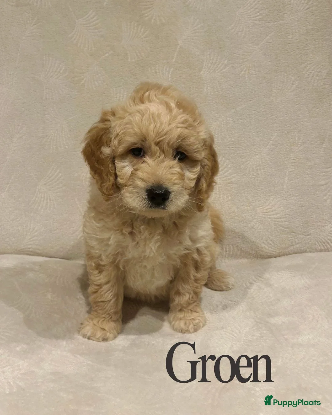 Labradoodle honden te koop: Labradoodle puppy's - Advertentie 5