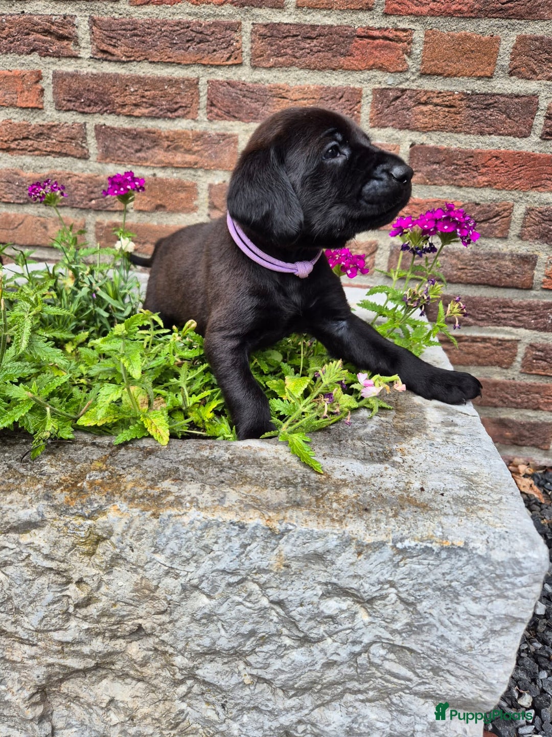 Labrador Retriever honden te koop: Knappe labrador x beierse bergzweethond mix - Afbeelding 7
