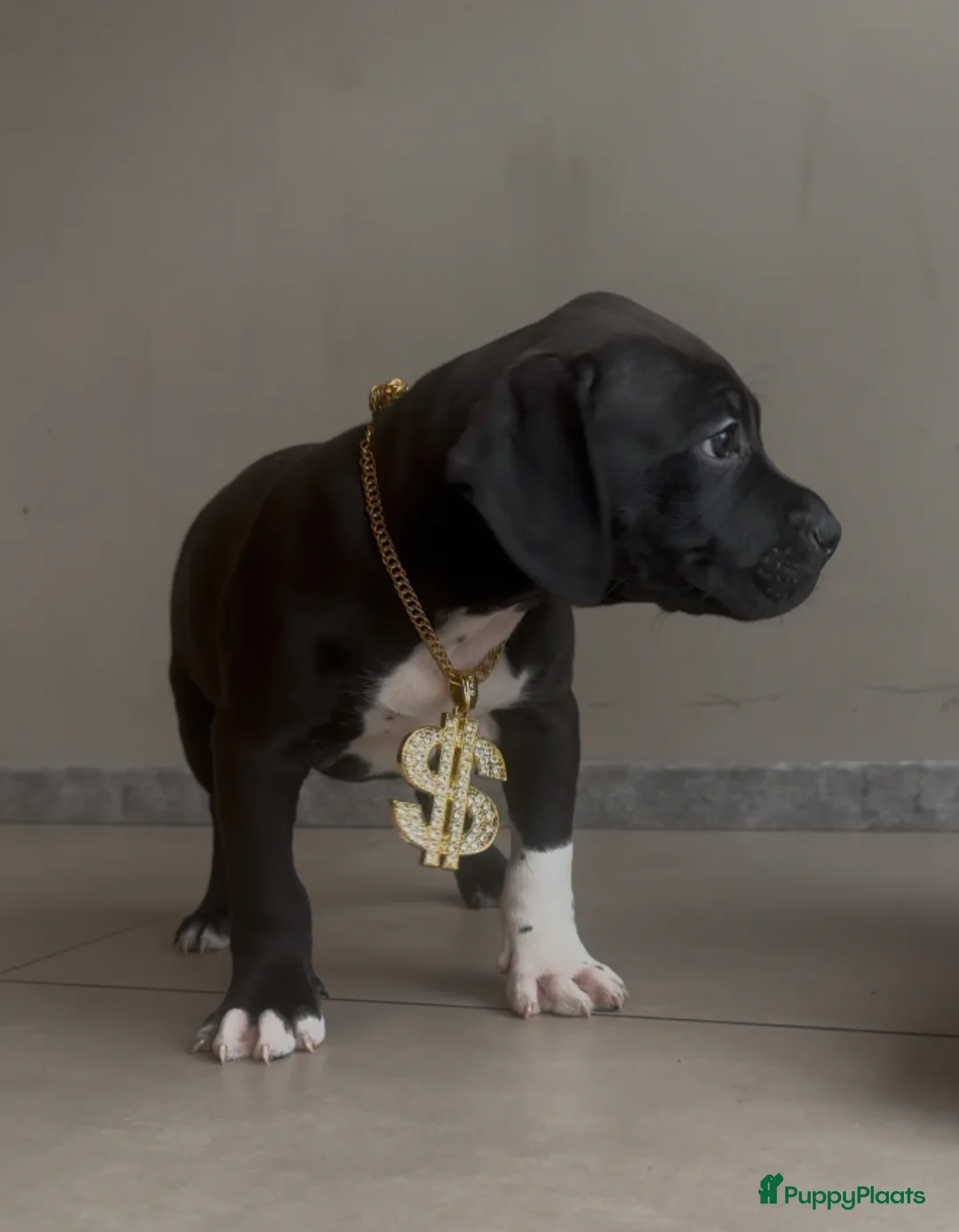 Amerikaanse Bully honden te koop: Amerikaanse Bully / American bully xl pups  - Advertentie 2
