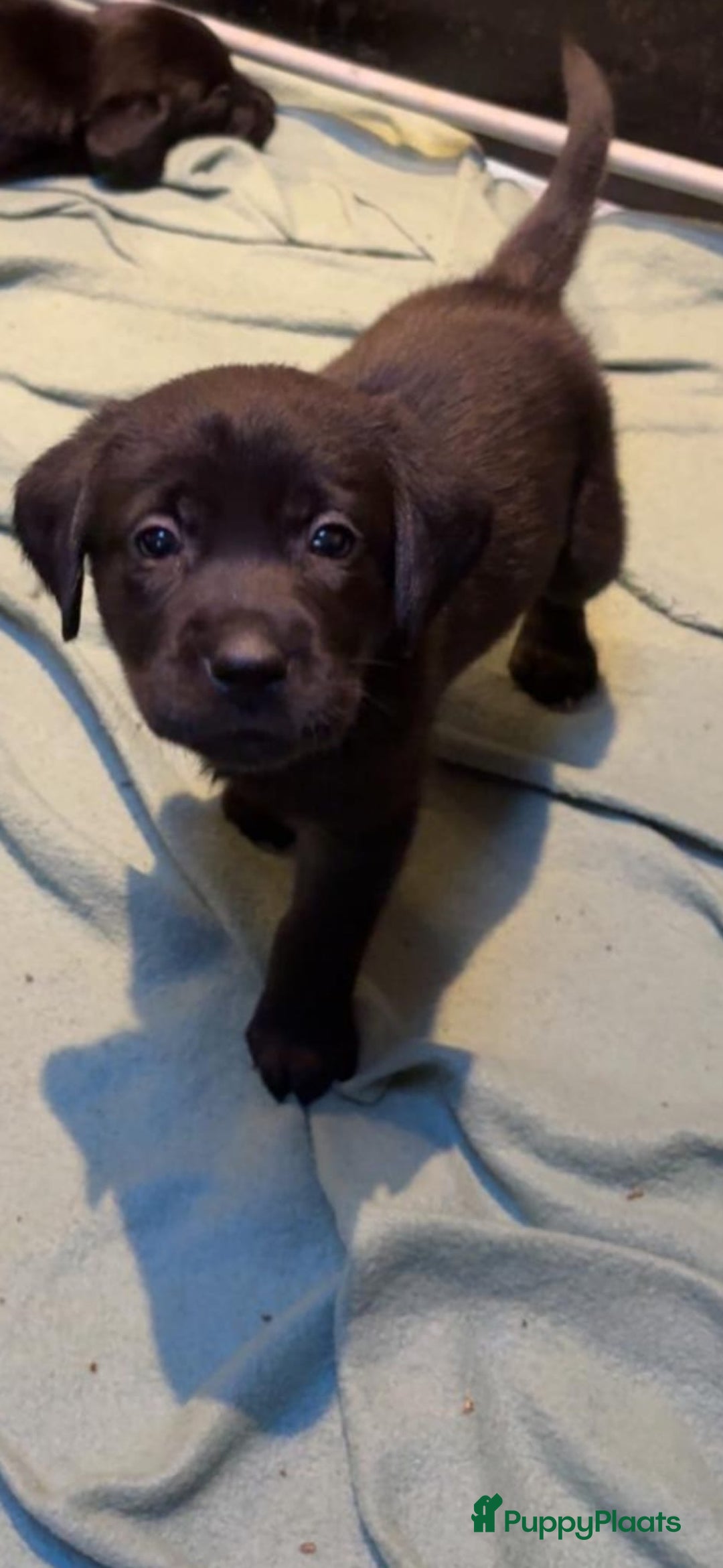 Labrador Retriever honden te koop: Labrador pups - Advertentie 2