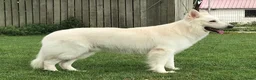Zwitserse Witte Herdershond honden te koop: Zwitserse witte herder pups - Advertentie 15