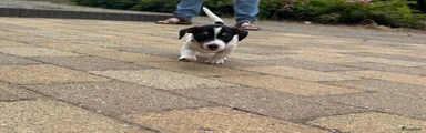 Jack Russel Terriër 6