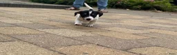 Jack Russel Terriër honden te koop: Jack Russell pups te koop - Advertentie 19