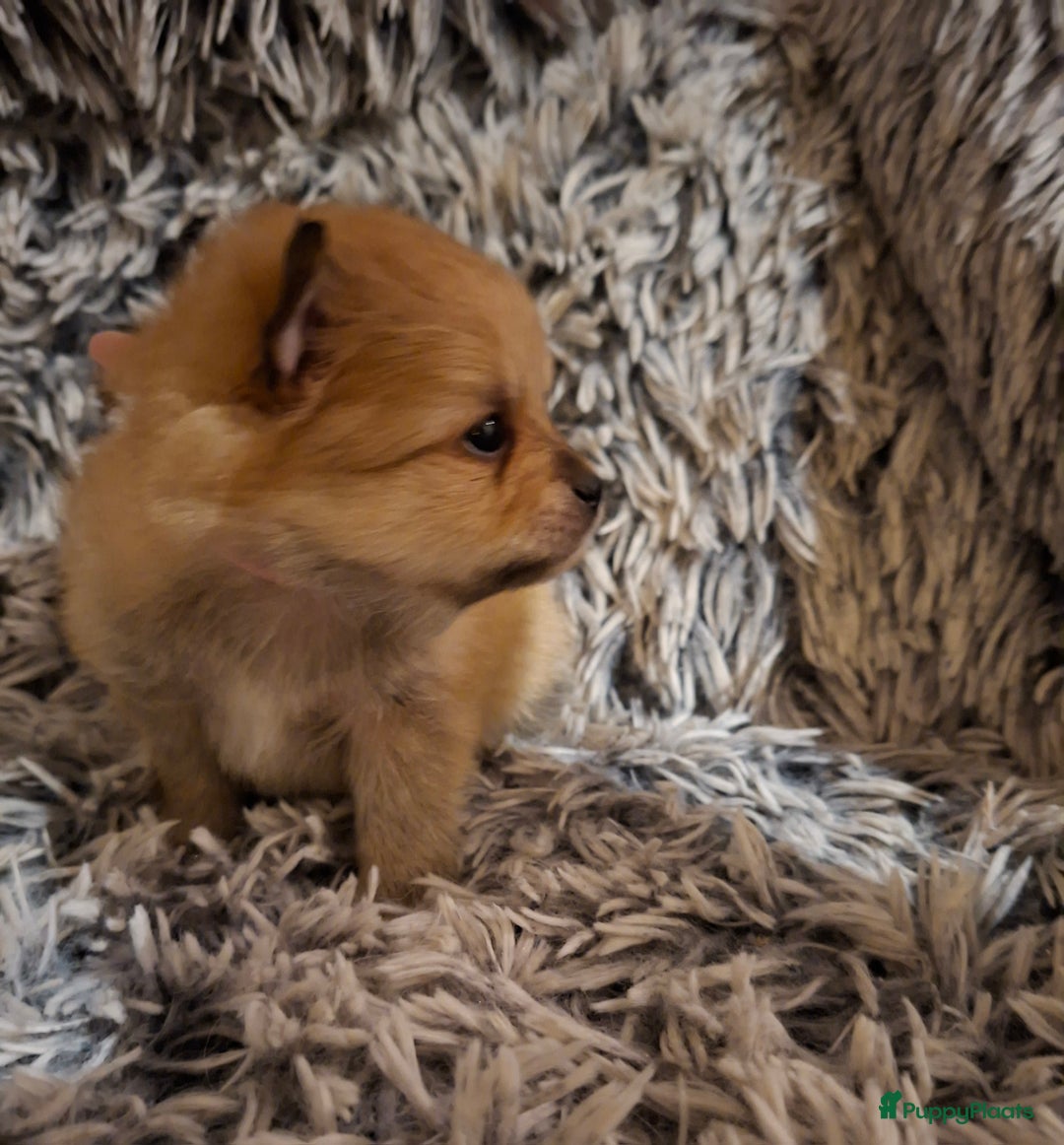 Pomeriaan honden te koop: 5 pomeriaan puppy's  - Advertentie 3