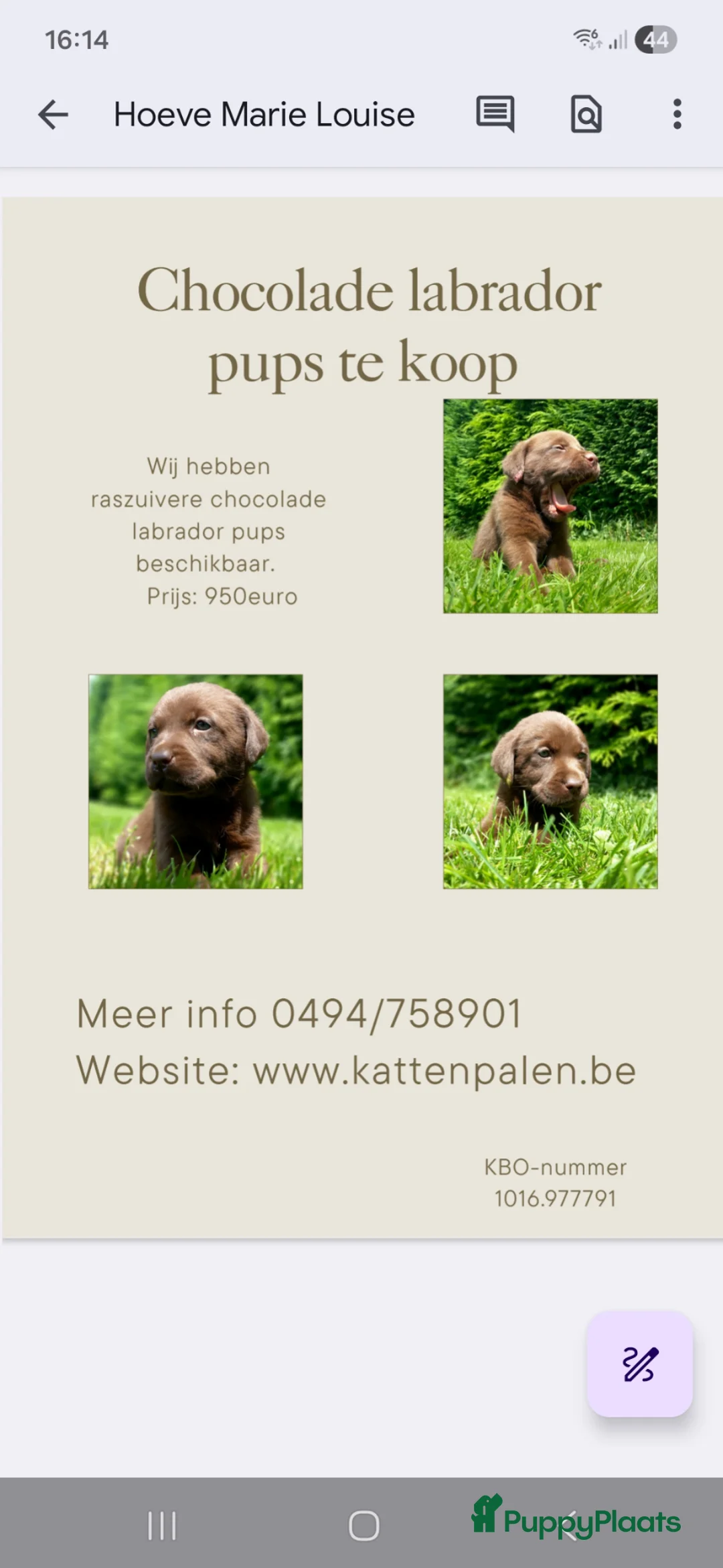 Labrador Retriever honden te koop: Raszuivere chocolade labrador pups. - Advertentie 8