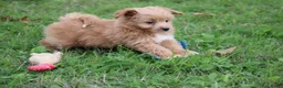 Kruising honden te koop: kruising dwergkees - Advertentie 7