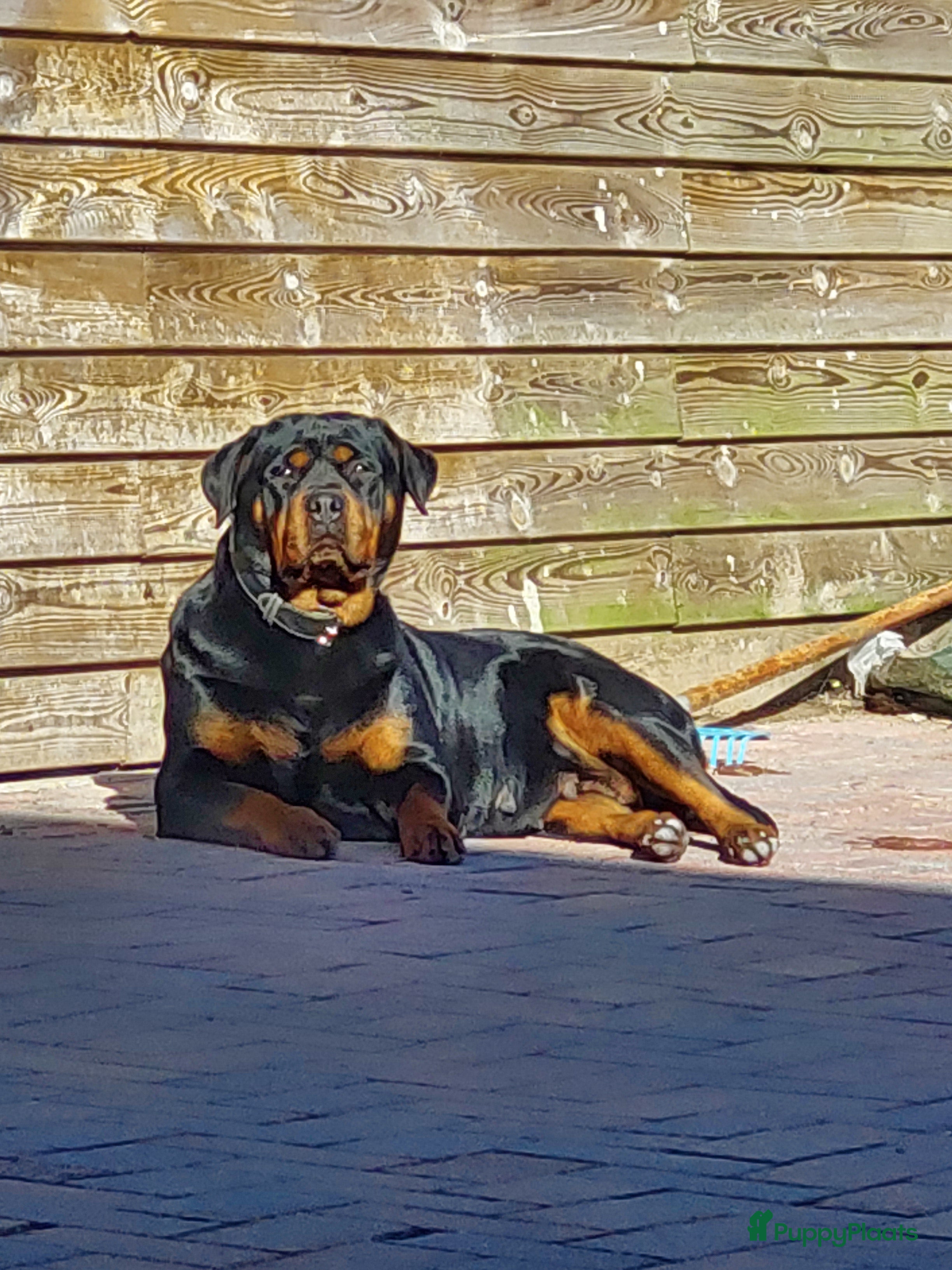 Rottweiler honden Nestaankondiging rottweiler pups  - Advertentie 1
