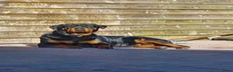 Rottweiler honden te koop: Nestaankondiging rottweiler pups  - Advertentie 1