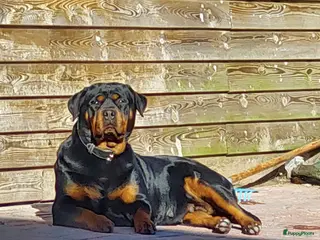 Rottweiler honden Nestaankondiging rottweiler pups - Advertentie 1