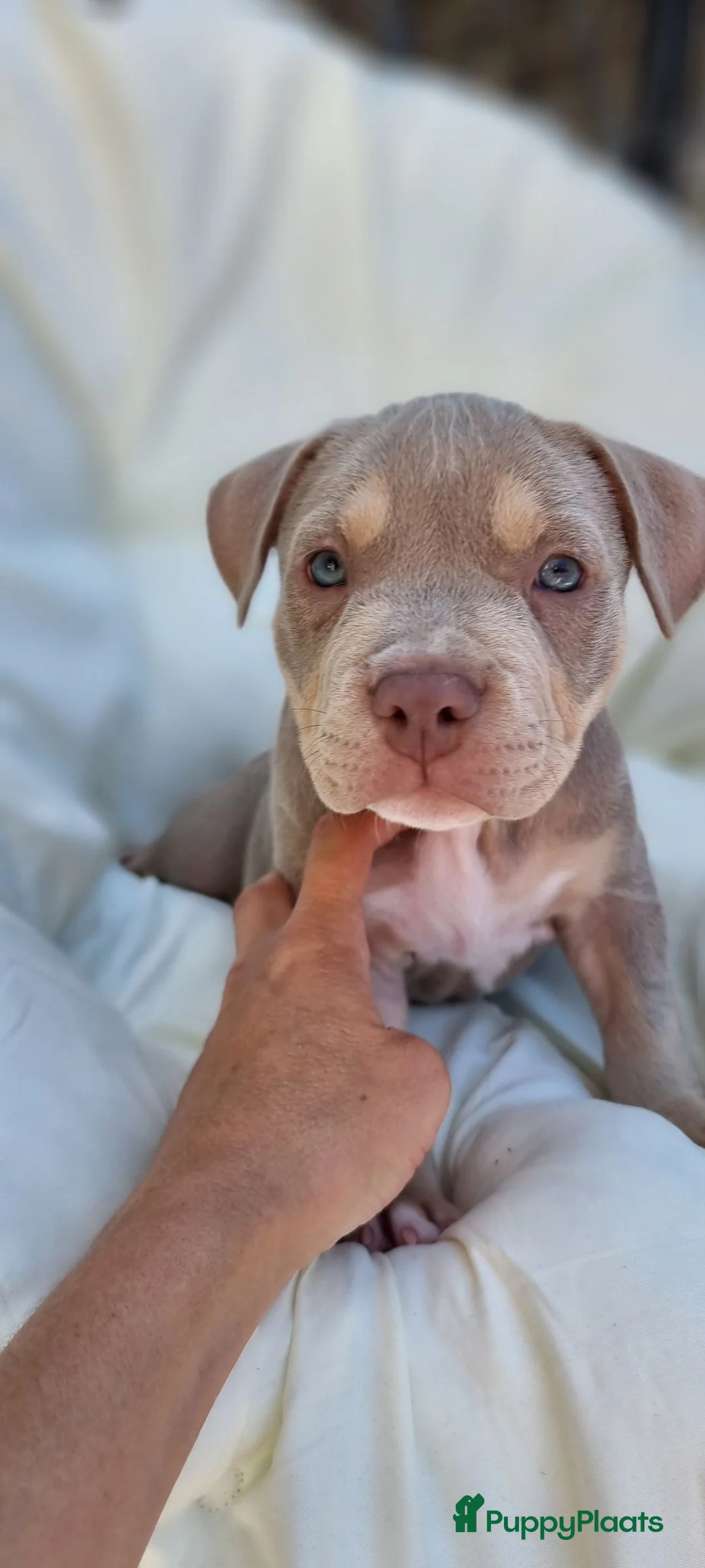 Amerikaanse Bully honden te koop: American Micro bully pups mogen het nest verlaten - Advertentie 16