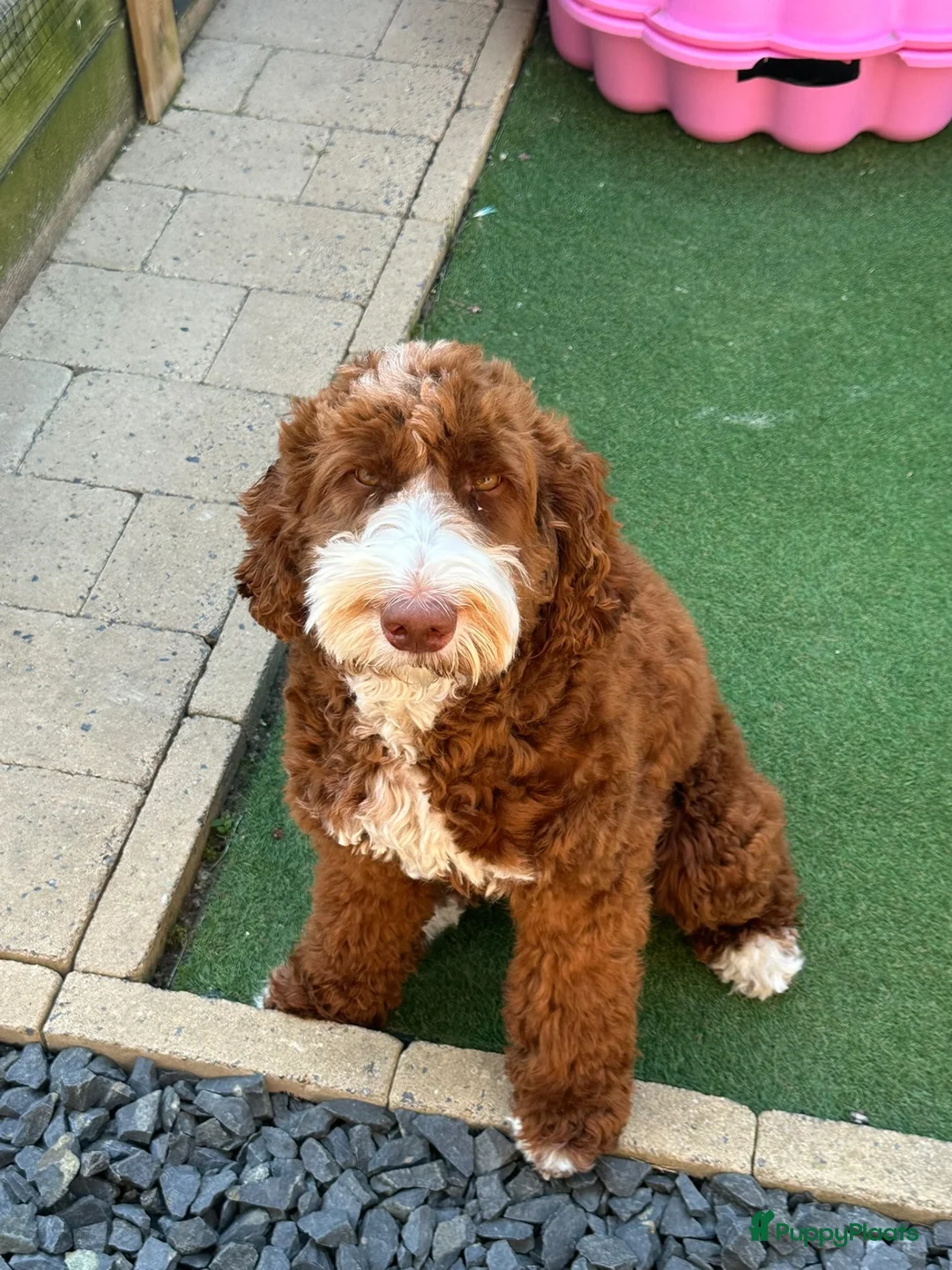 Australian Labradoodle honden te koop: Gast gezin gezocht australian labradoodle in Ittervoort - Advertentie 2